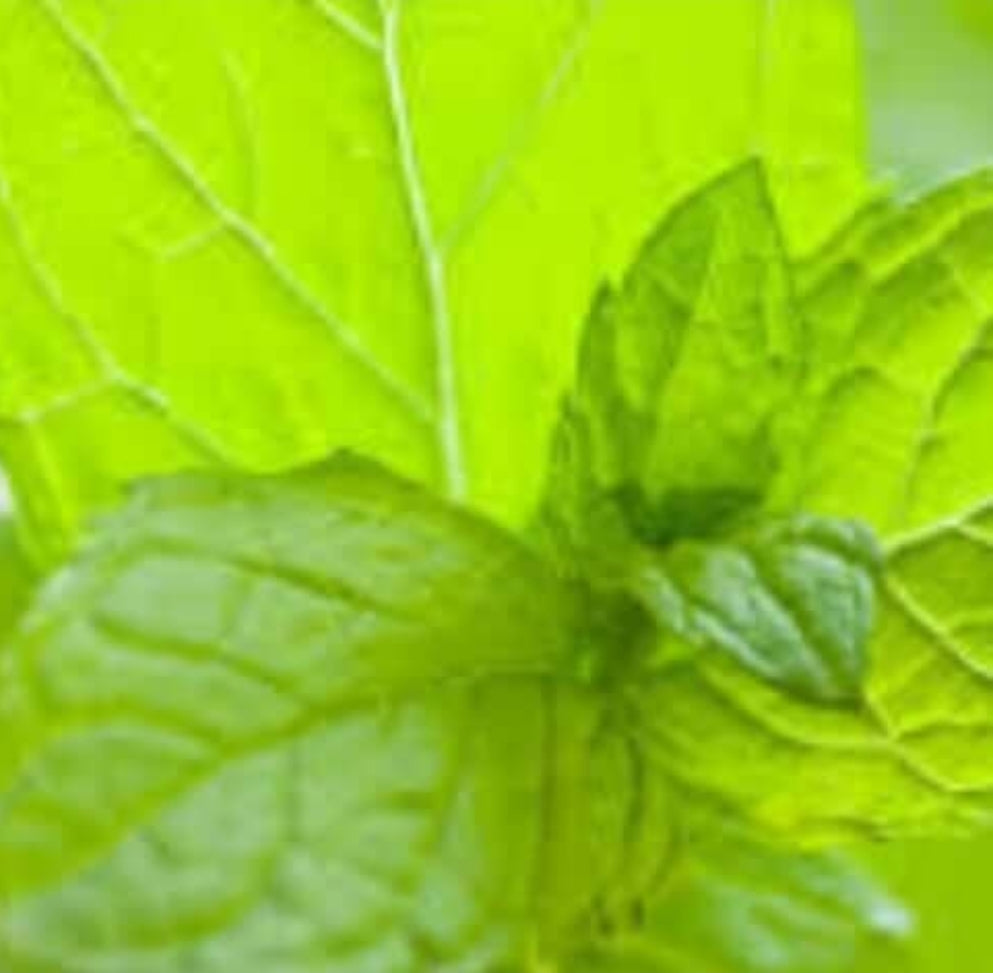 Mint 4 You Collection