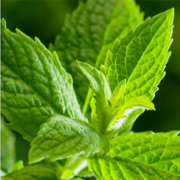 Mint Lovers Collections